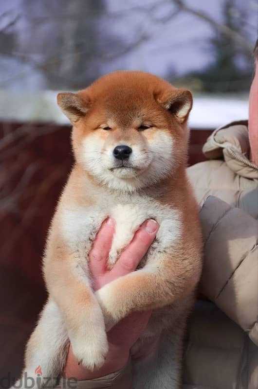 Shiba Inu boys from Russia 1