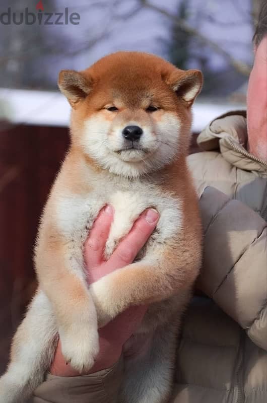 Shiba Inu boys from Russia 2