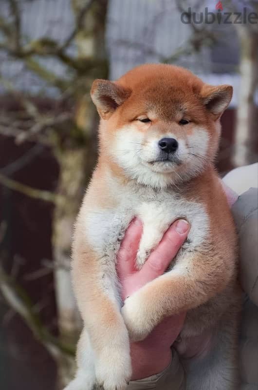 Shiba Inu boys from Russia 3