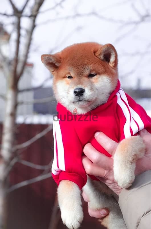 Shiba Inu boys from Russia 4