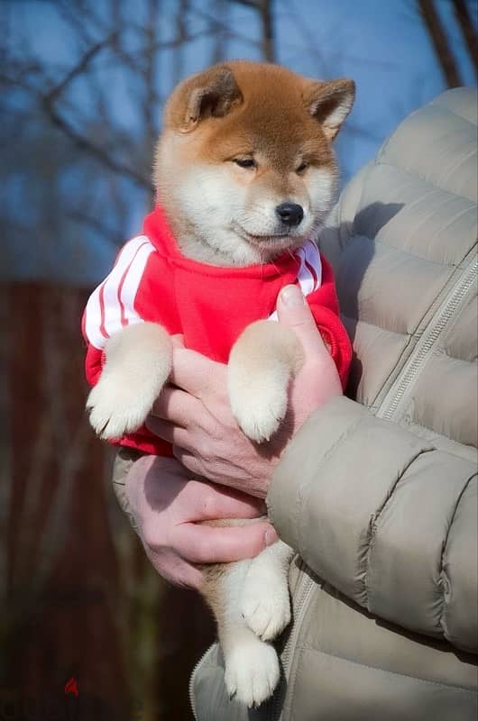 Shiba Inu boys from Russia 5