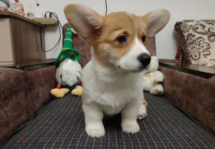 Welsh corgi female from Russia