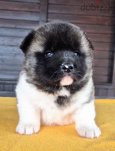 American Akita puppies boys from Russia