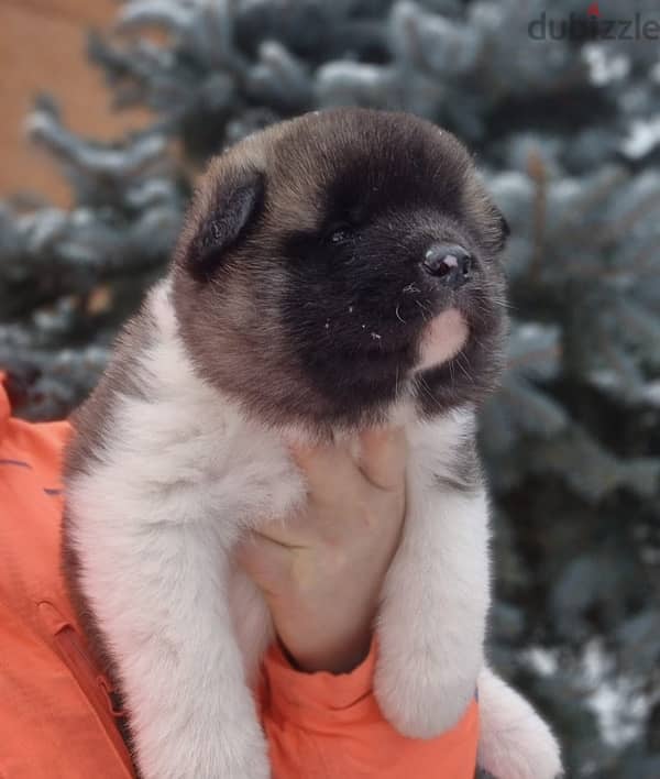 American Akita puppies boys from Russia 1