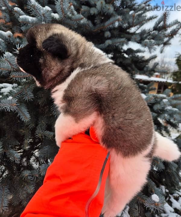 American Akita puppies boys from Russia 2