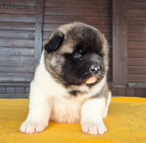 American Akita puppies boys from Russia 4