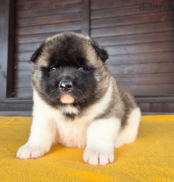 American Akita puppies boys from Russia 5