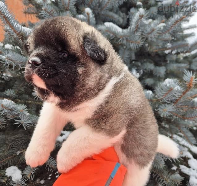 American Akita puppies boys from Russia 7