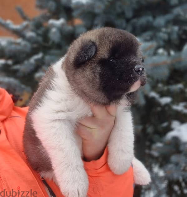 American Akita puppies boys from Russia 8