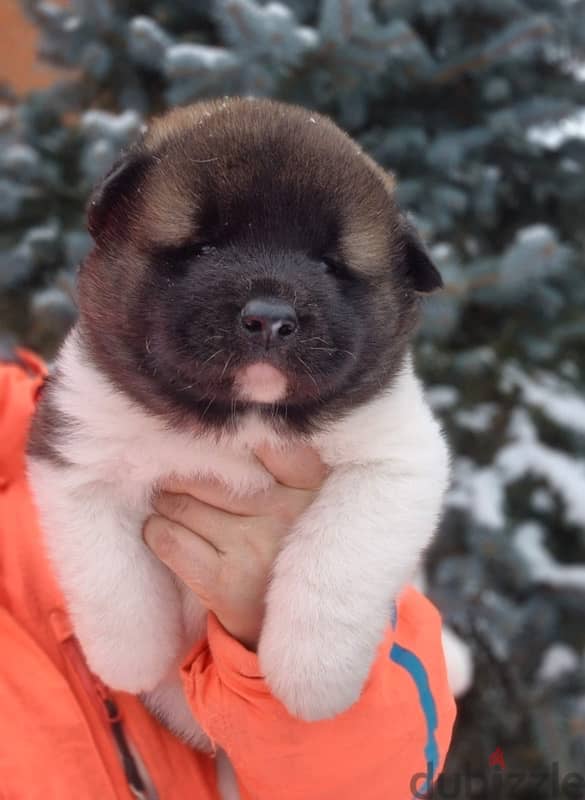 American Akita puppies boys from Russia 10