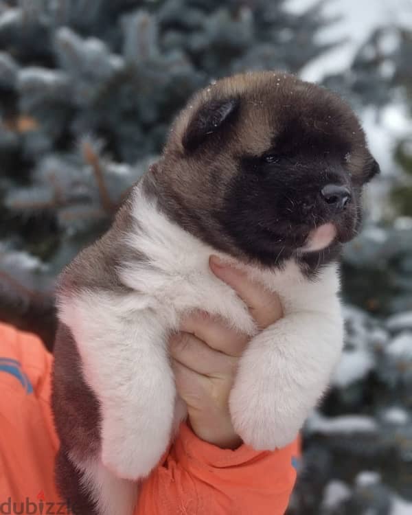 American Akita puppies boys from Russia 11