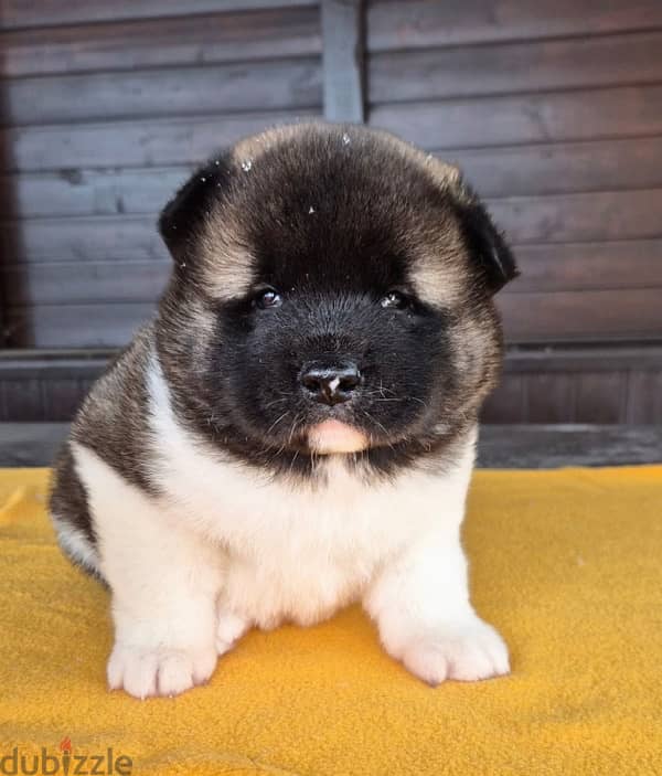 American Akita puppies boys from Russia 12