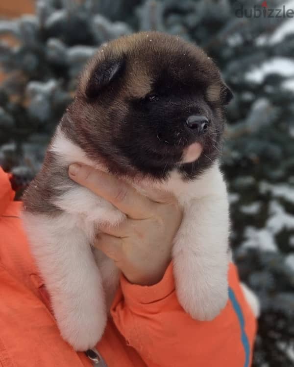 American Akita puppies boys from Russia 13