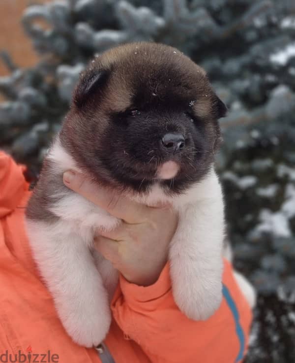 American Akita puppies boys from Russia 14