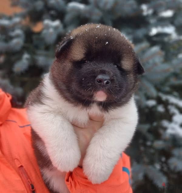 American Akita puppies boys from Russia 15