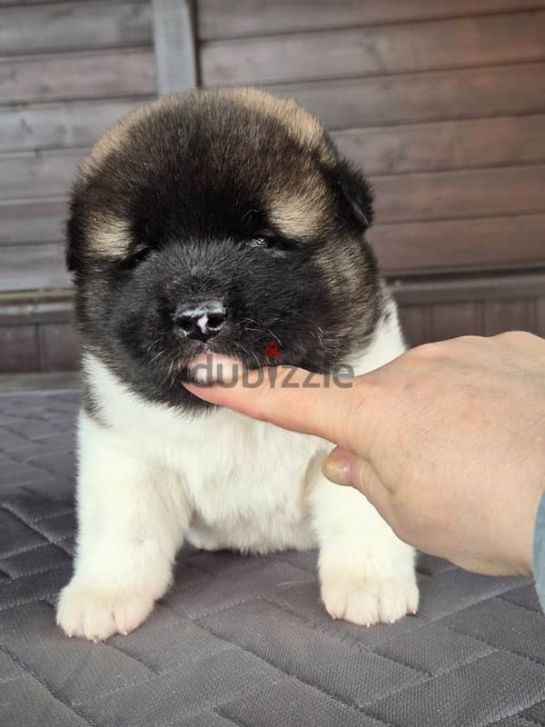 American Akita puppies boys from Russia 16