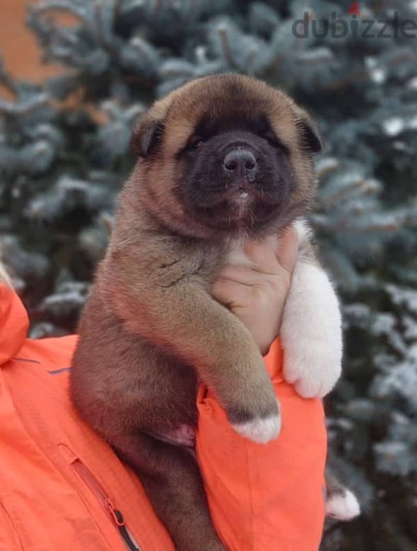 American Akita puppies boys from Russia 17