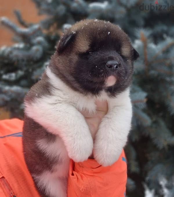 American Akita puppies boys from Russia 18