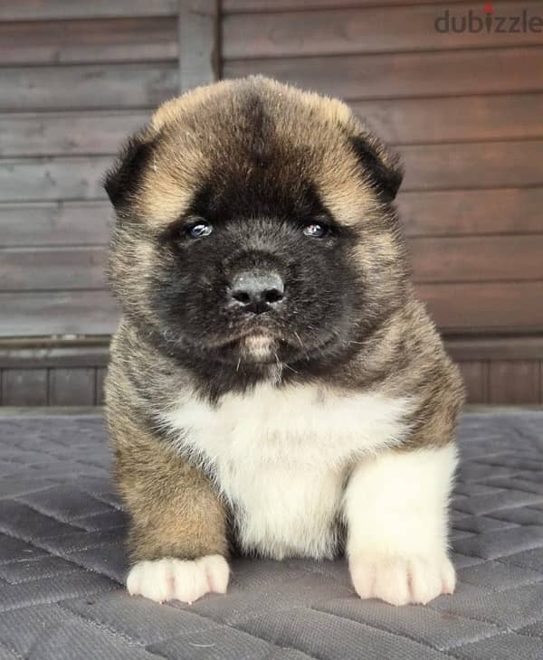 American Akita puppies boys from Russia 19