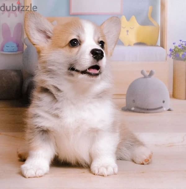 Welsh corgi pembroke boy from Russia 1