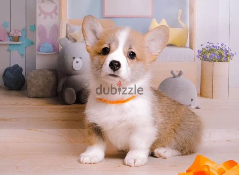 Welsh corgi pembroke boy from Russia 2