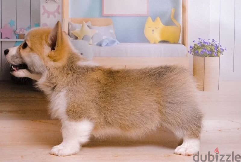 Welsh corgi pembroke boy from Russia 3