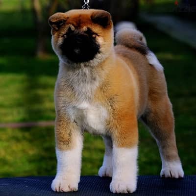 American Akita female from Russia