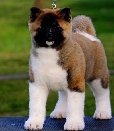 American Akita female from Russia