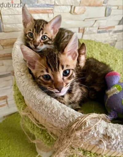 Bright Bengal kitten boy from Russia