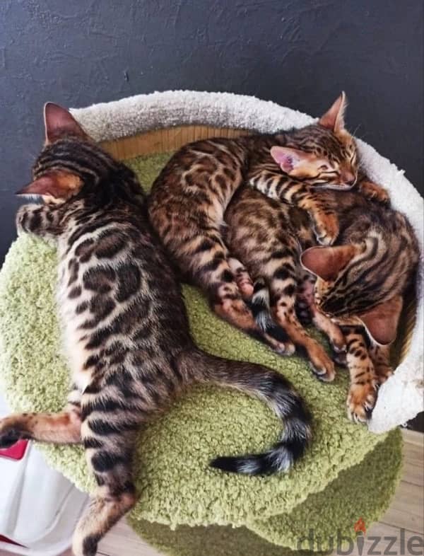 Bright Bengal kitten boy from Russia 2