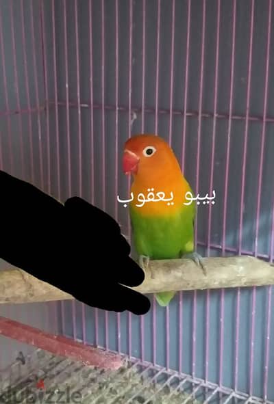 نتاية اوبلاين جرين اسبلت بلو