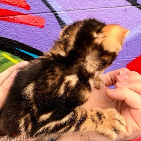 Pure Bengal kitten 75 days old بنغال 1