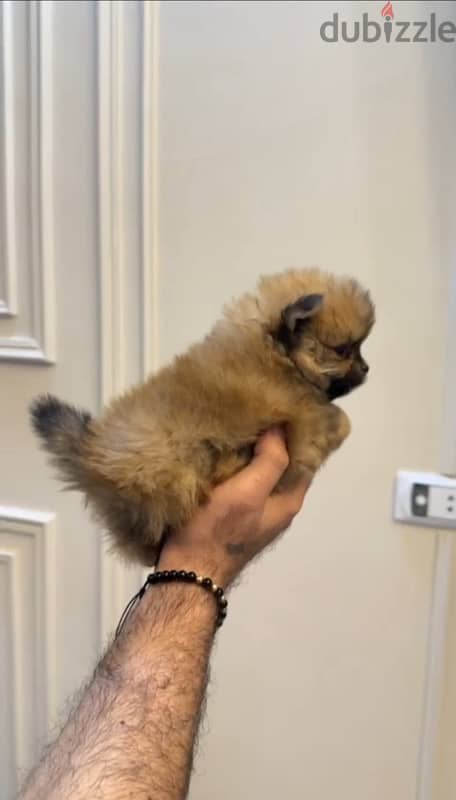 Pomeranian male 40 days 0