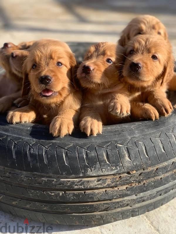 golden retriever جولدن ريتريفر 1