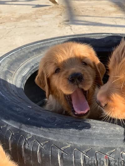 golden retriever جولدن ريتريفر