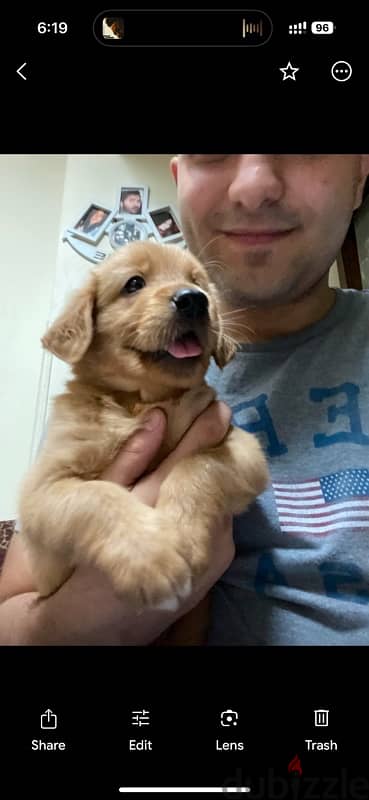 golden retriever 45 days  puppies 1