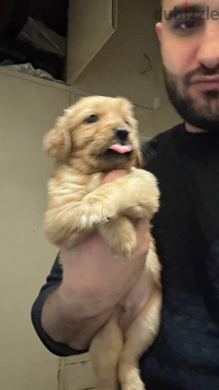 golden retriever 45 days  puppies 2