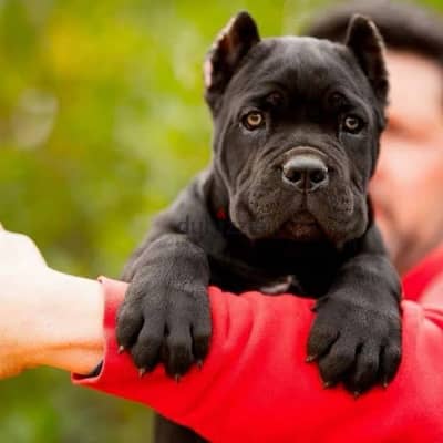 مطلوب جرو ولد cane corso