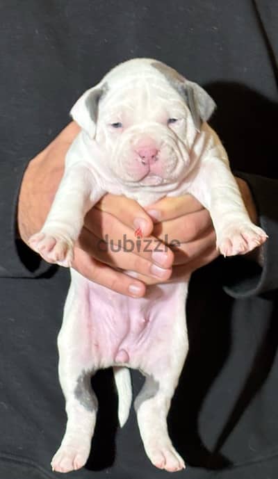 american bullies puppies