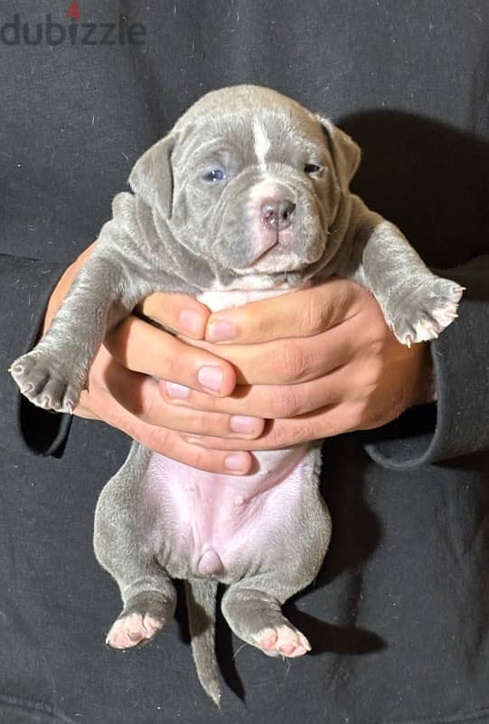 american bullies puppies 1