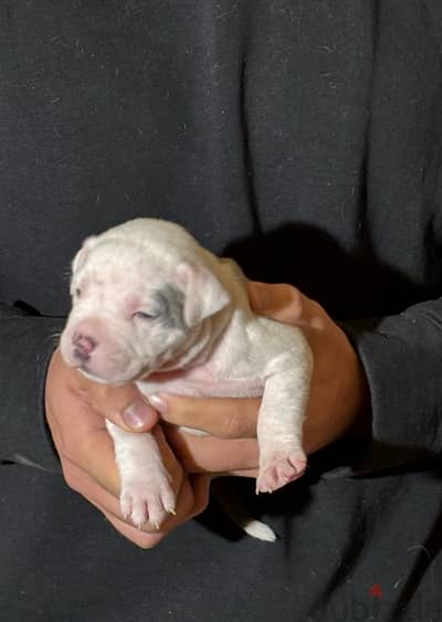 american bullies puppies