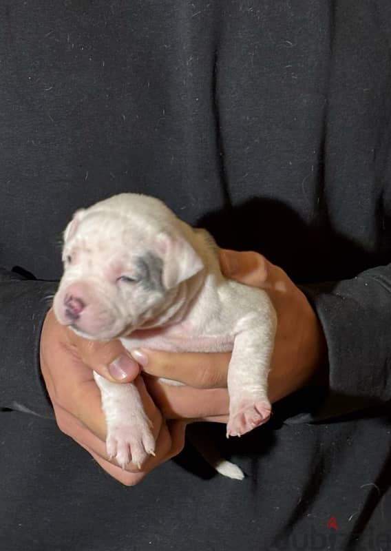 american bullies puppies 2