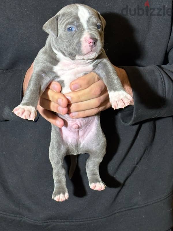 american bullies puppies 3