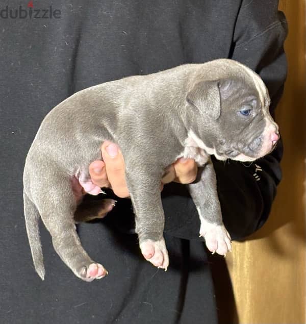 american bullies puppies 4