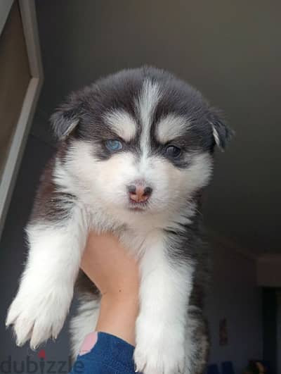 husky dogs for sale