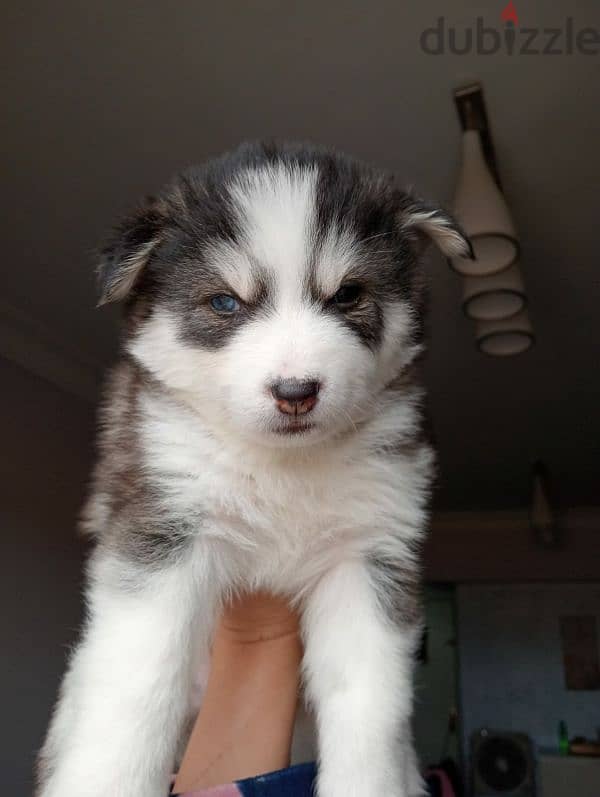 husky dogs for sale 1