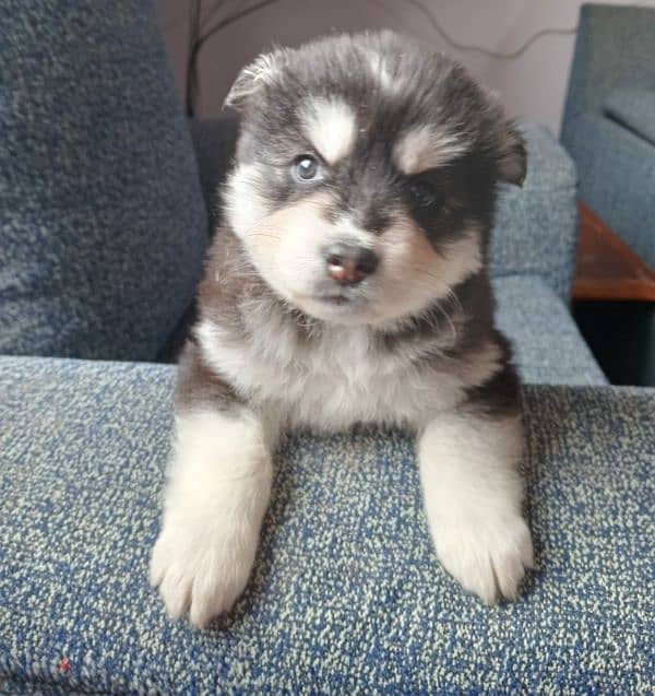 husky dogs for sale 2