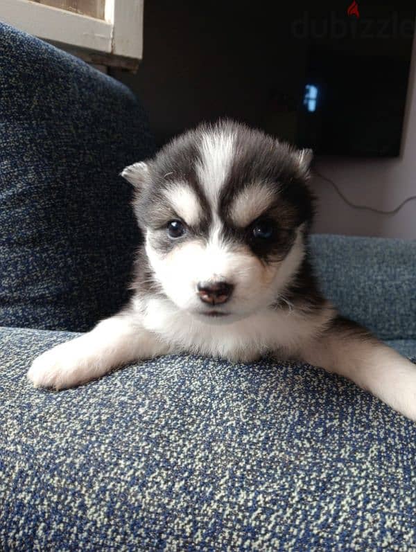 husky dogs for sale 5