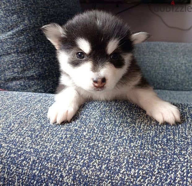 husky dogs for sale 6