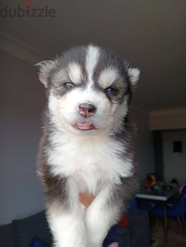 husky dogs for sale 8